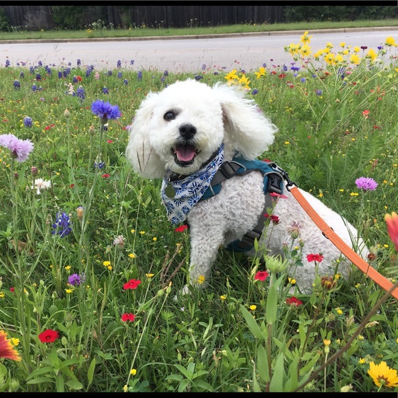 Shop my closet so my dogs can have better lives ☺️ - Picture 3 of 7